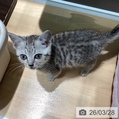 京都府のマンチカン (ペットプラス イオンモールKYOTO店/2026年1月19日生まれ/女の子/シルバータビー)の子猫の3枚目の画像