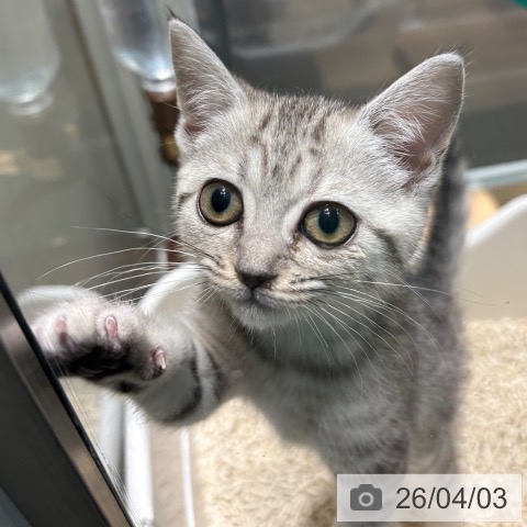 京都府のマンチカン (ペットプラス イオンモールKYOTO店/2026年1月19日生まれ/女の子/シルバータビー)の子猫の3枚目の画像