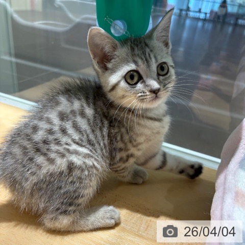 京都府のマンチカン (ペットプラス 久御山店/2026年1月19日生まれ/女の子/シルバータビー)の子猫の3枚目の画像