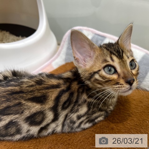 マンチカンの写真