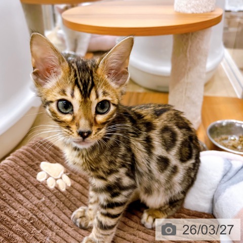 マンチカンの写真