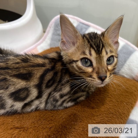 マンチカンの写真