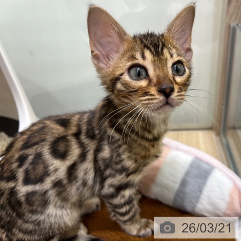 マンチカンの写真