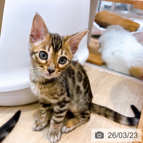 マンチカンの写真