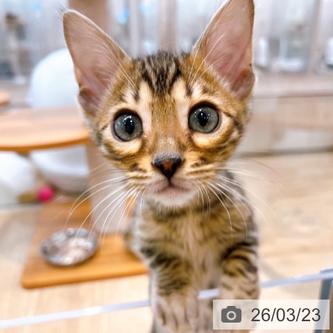 マンチカンの写真