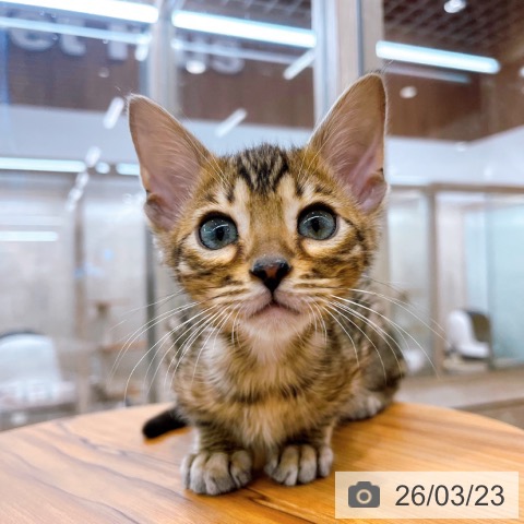 マンチカンの写真