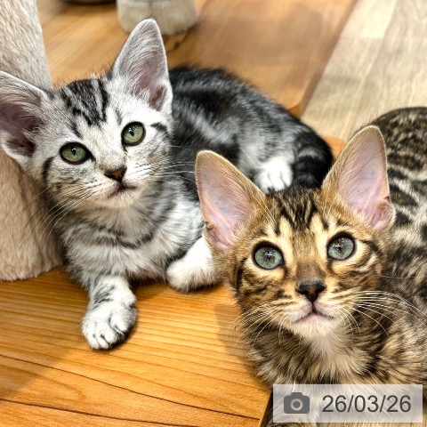 マンチカンの写真