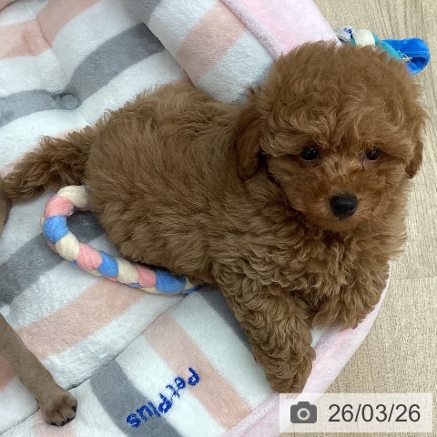 トイ・プードルの写真