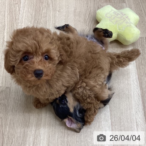 新潟県のトイプードル(トイ) (ペットプラス 新潟南店/2026年1月17日生まれ/男の子/レッドフォーン)の子犬の4枚目の画像