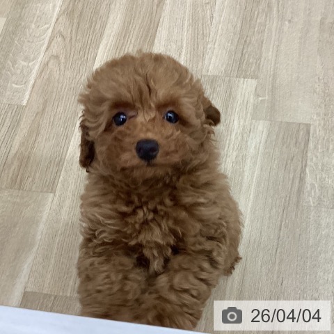 新潟県のトイプードル(トイ) (ペットプラス 新潟南店/2026年1月17日生まれ/男の子/レッドフォーン)の子犬の3枚目の画像