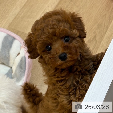 京都府のトイプードル(トイ) (ペットプラス イオンモールKYOTO店/2026年1月17日生まれ/男の子/レッドフォーン)の子犬の4枚目の画像