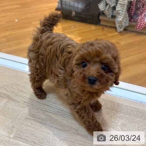 京都府のトイプードル(トイ) (ペットプラス イオンモールKYOTO店/2026年1月17日生まれ/男の子/レッドフォーン)の子犬の3枚目の画像