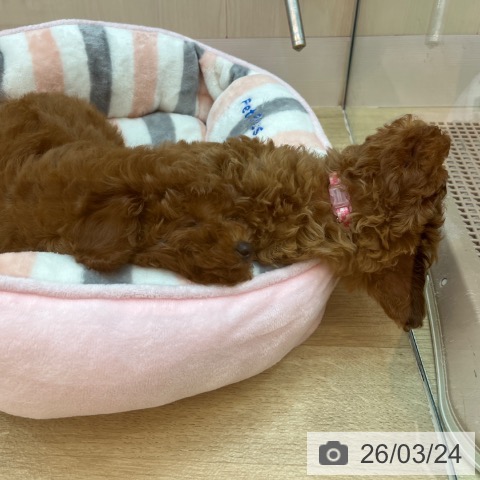 兵庫県のトイプードル(トイ) (ペットプラス 姫路大津店/2026年1月17日生まれ/男の子/レッドフォーン)の子犬の4枚目の画像