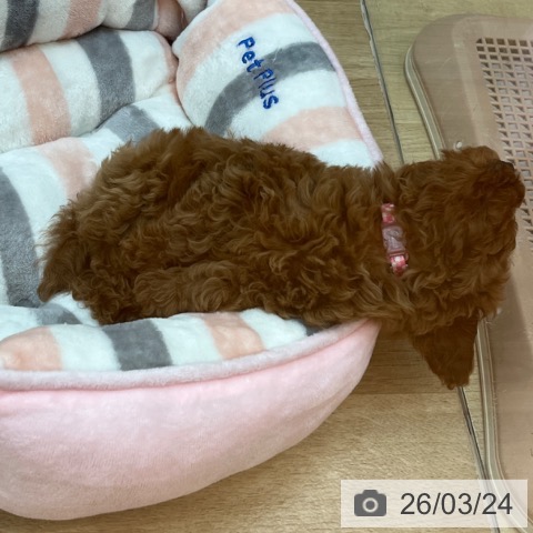 兵庫県のトイプードル(トイ) (ペットプラス 姫路大津店/2026年1月17日生まれ/男の子/レッドフォーン)の子犬の3枚目の画像
