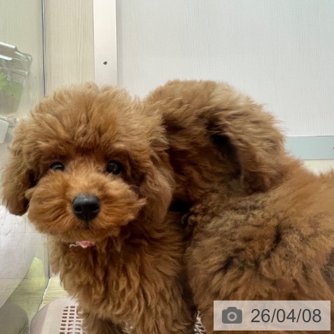 兵庫県のトイプードル(トイ) (ペットプラス 姫路大津店/2026年1月17日生まれ/男の子/レッドフォーン)の子犬の3枚目の画像