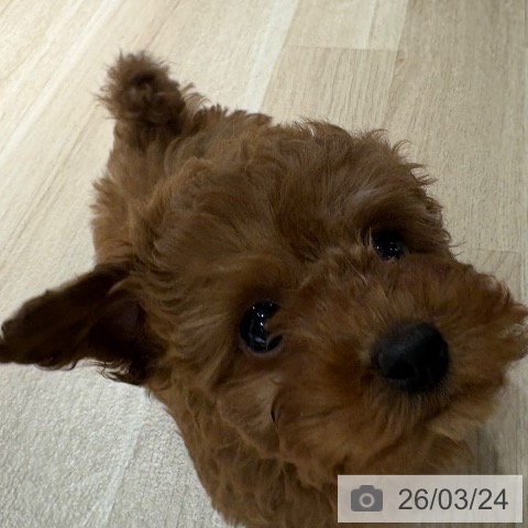 兵庫県のトイプードル(トイ) (ペットプラス 神戸三宮店/2026年1月17日生まれ/女の子/レッドフォーン)の子犬の4枚目の画像