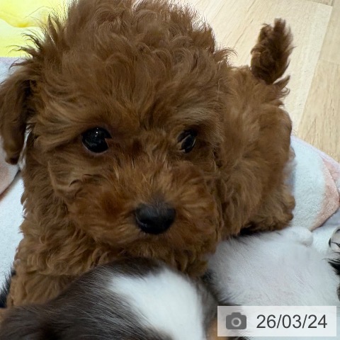 兵庫県のトイプードル(トイ) (ペットプラス 神戸三宮店/2026年1月17日生まれ/女の子/レッドフォーン)の子犬の3枚目の画像