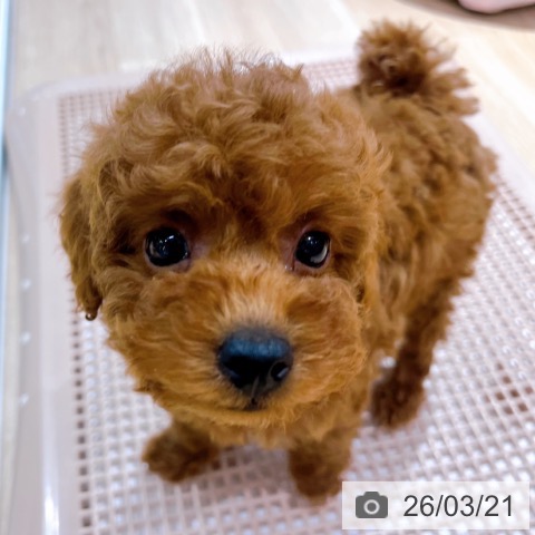 トイ・プードルの写真