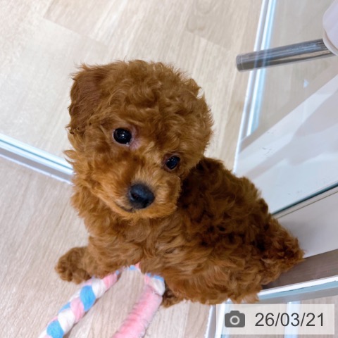 トイ・プードルの写真