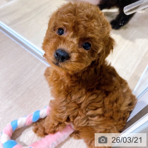 トイ・プードルの写真