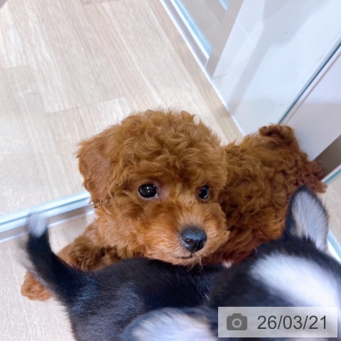 トイ・プードルの写真