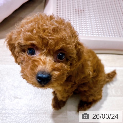 大阪府のトイプードル(トイ) (ペットプラス イオン大日店/2026年1月18日生まれ/女の子/レッドフォーン)の子犬の3枚目の画像