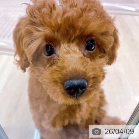 大阪府のトイプードル(トイ) (ペットプラス イオン大日店/2026年1月18日生まれ/女の子/レッドフォーン)の子犬の3枚目の画像