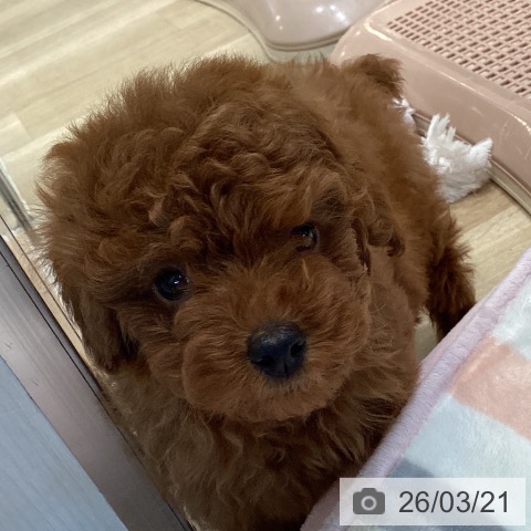 トイ・プードルの写真