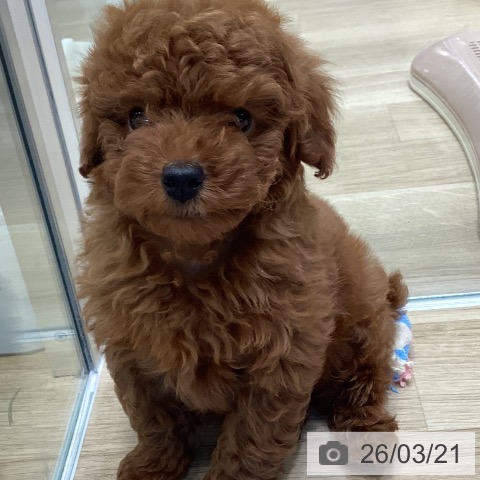 トイ・プードルの写真