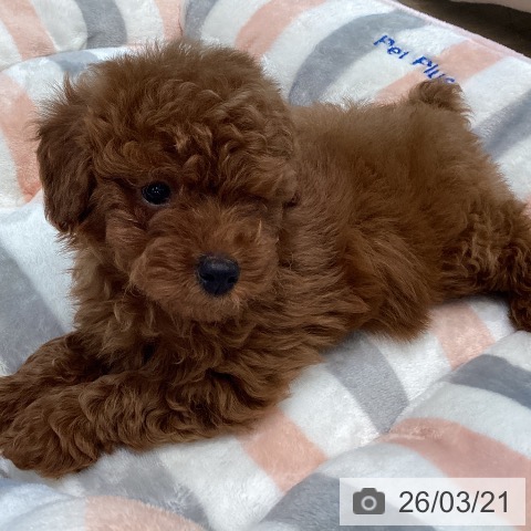 トイ・プードルの写真