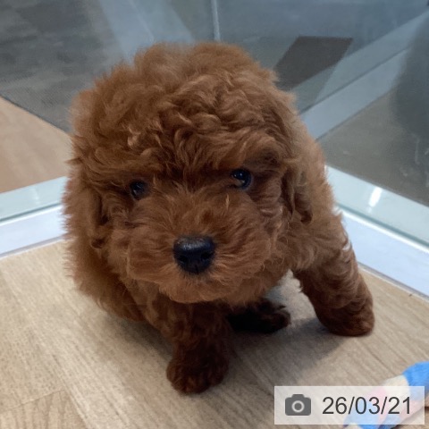 トイ・プードルの写真