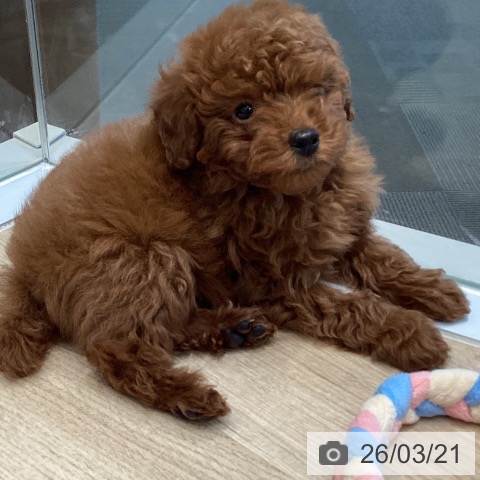 トイ・プードルの写真