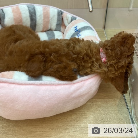 兵庫県のトイプードル(トイ) (ペットプラス 姫路大津店/2026年1月18日生まれ/男の子/レッドフォーン)の子犬の4枚目の画像