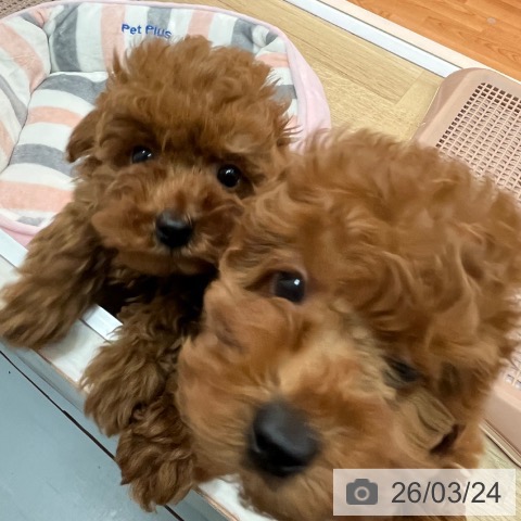 兵庫県のトイプードル(トイ) (ペットプラス 姫路大津店/2026年1月18日生まれ/男の子/レッドフォーン)の子犬の3枚目の画像