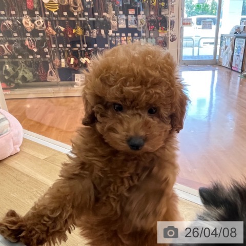 兵庫県のトイプードル(トイ) (ペットプラス 姫路大津店/2026年1月18日生まれ/男の子/レッドフォーン)の子犬の4枚目の画像