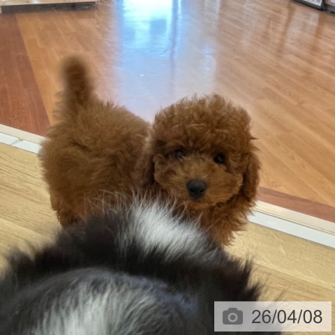 兵庫県のトイプードル(トイ) (ペットプラス 姫路大津店/2026年1月18日生まれ/男の子/レッドフォーン)の子犬の3枚目の画像