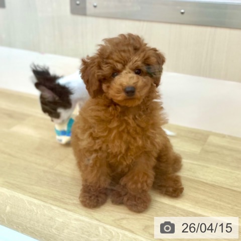 兵庫県のトイプードル(トイ) (ペットプラス 姫路大津店/2026年1月18日生まれ/男の子/レッドフォーン)の子犬の4枚目の画像