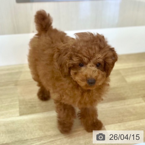 兵庫県のトイプードル(トイ) (ペットプラス 姫路大津店/2026年1月18日生まれ/男の子/レッドフォーン)の子犬の3枚目の画像