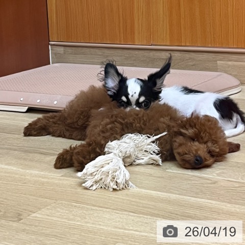 兵庫県のトイプードル(トイ) (ペットプラス 姫路大津店/2026年1月18日生まれ/男の子/レッドフォーン)の子犬の3枚目の画像