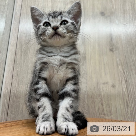 アメリカンショートヘアの写真