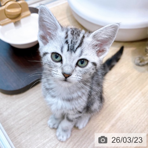 大阪府のアメリカンショートヘアー (ペットプラス イオン大日店/2026年1月13日生まれ/女の子/シルバータビー)の子猫の4枚目の画像