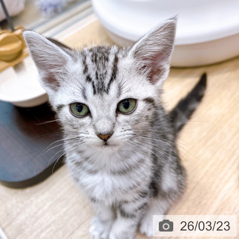 大阪府のアメリカンショートヘアー (ペットプラス イオン大日店/2026年1月13日生まれ/女の子/シルバータビー)の子猫の3枚目の画像