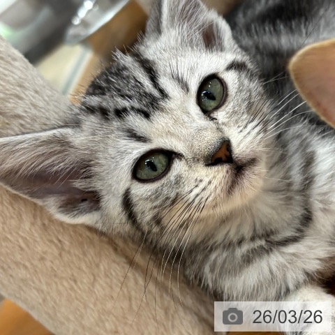 大阪府のアメリカンショートヘアー (ペットプラス イオン大日店/2026年1月13日生まれ/女の子/シルバータビー)の子猫の4枚目の画像