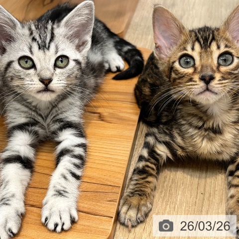 大阪府のアメリカンショートヘアー (ペットプラス イオン大日店/2026年1月13日生まれ/女の子/シルバータビー)の子猫の3枚目の画像