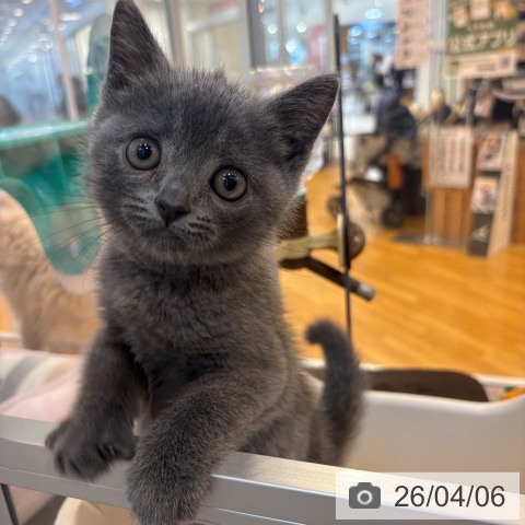 京都府のブリティッシュショートヘアー (ペットプラス イオンモールKYOTO店/2026年1月15日生まれ/男の子/ブルー)の子猫の4枚目の画像