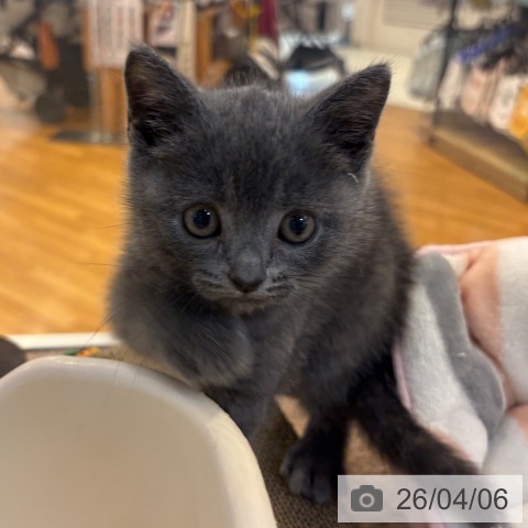 京都府のブリティッシュショートヘアー (ペットプラス イオンモールKYOTO店/2026年1月15日生まれ/男の子/ブルー)の子猫の4枚目の画像