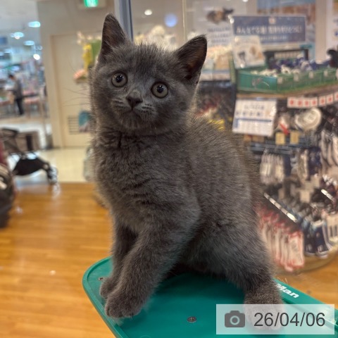 京都府のブリティッシュショートヘアー (ペットプラス イオンモールKYOTO店/2026年1月15日生まれ/男の子/ブルー)の子猫の3枚目の画像