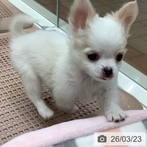 大阪府のチワワ(ロング) (ペットプラス 鶴見店/2026年1月18日生まれ/男の子/ホワイトクリーム)の子犬の4枚目の画像