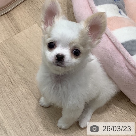 大阪府のチワワ(ロング) (ペットプラス 鶴見店/2026年1月18日生まれ/男の子/ホワイトクリーム)の子犬の3枚目の画像
