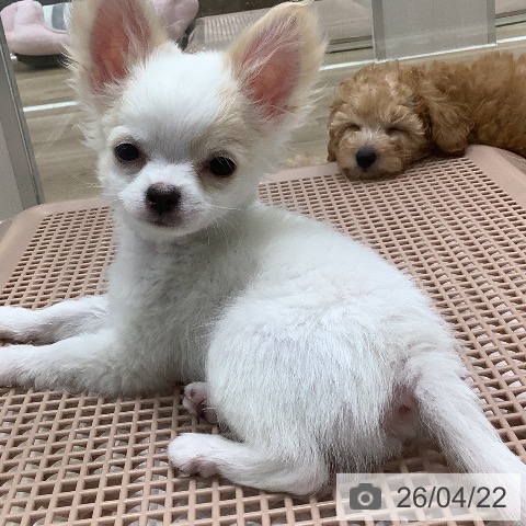 大阪府のチワワ(ロング) (ペットプラス 堺北花田店/2026年1月18日生まれ/男の子/ホワイトクリーム)の子犬の3枚目の画像
